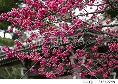 寒緋桜 寒緋桜 21310749