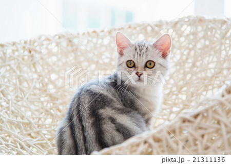 Cute american shorthair cat 21311136