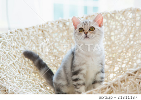 Cute american shorthair cat Cute american shorthair cat 21311137