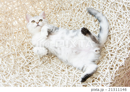 Cute american shorthair cat 21311146