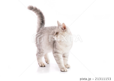 Cute american shorthair cat isolated 21311153
