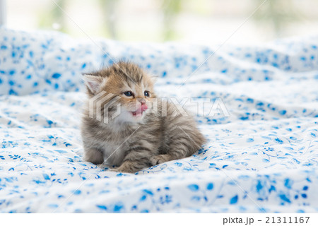 Cute kitten 21311167