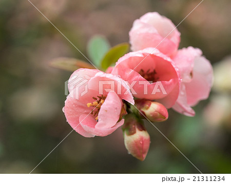 美しいピンクの木瓜 21311234