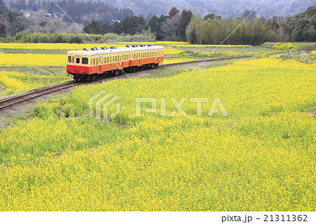 春の小湊鉄道 21311362