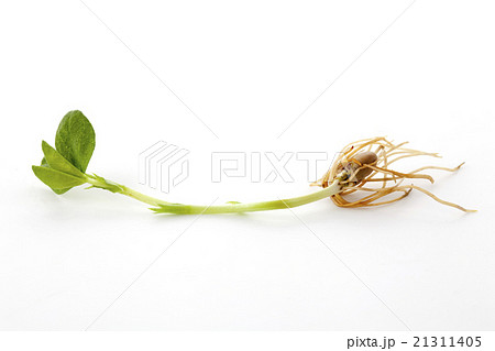 豆苗横位置 豆苗横位置 21311405