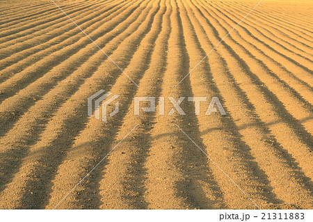 均した黄金色の長いもの畑 21311883