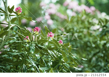 シャクナゲ 21312554