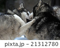 Alaskan malamute playing 21312780