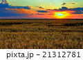 Landscape, sunny dawn in a field 21312781