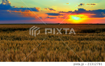 Landscape, sunny dawn in a field 21312781