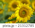 portrait of a sunflower in the field 21312785