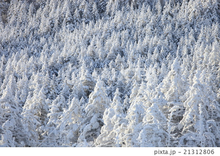 雪山の森 雪山の森 21312806