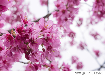 濃いピンクの桜 21313563