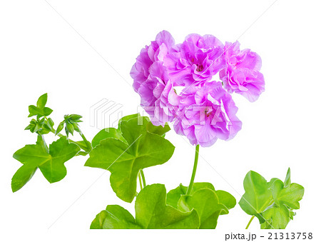 beautiful blooming purple geranium flower beautiful blooming purple geranium flower 21313758
