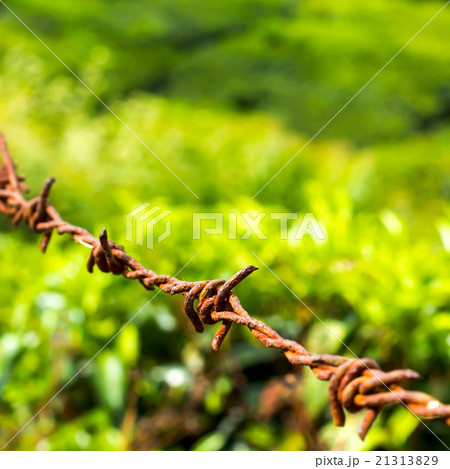 protection concept of steel barbed wire on rural 21313829