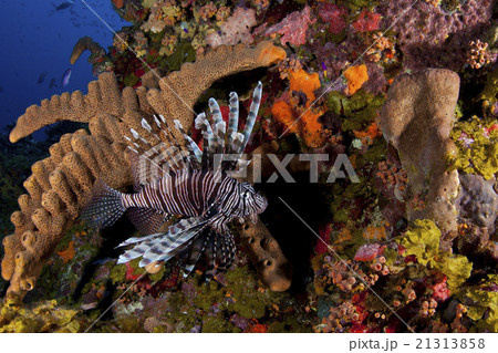 Lionfish reef Lionfish reef 21313858