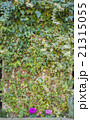 緑の壁3 緑の壁3 21315055
