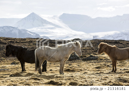 Herd of Icelandic horses in spring Herd of Icelandic horses in spring 21316181