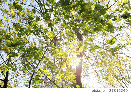 Autumnal forest Autumnal forest 21316240