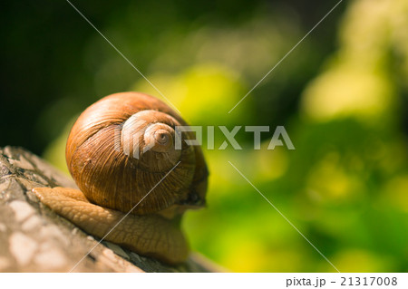 Snail 21317008