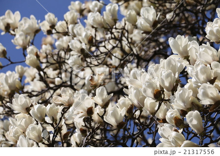 白木蓮 白木蓮 21317556