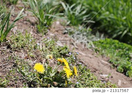 春の訪れ（タンポポの花） 21317567