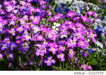 バージニアストック 21317579