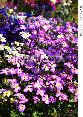 バージニアストック 21317581