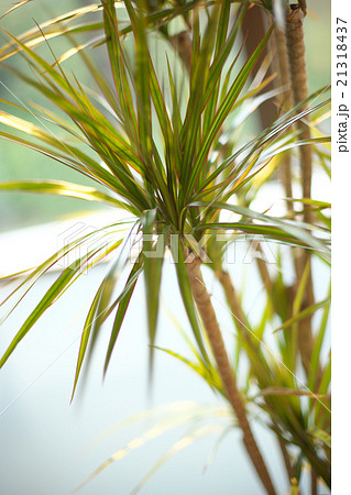 住宅インテリア 21318437