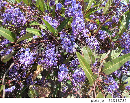 小さい胡蝶蘭のような美しい紫の花ハーデンベルギア 21318785