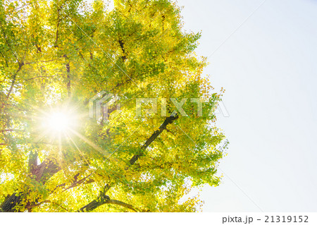 Beautiful Colorful Autumn Leaves 21319152
