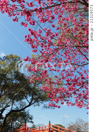 京都府宇治市 寒緋桜と朝霧橋 京都府宇治市 寒緋桜と朝霧橋 21319573