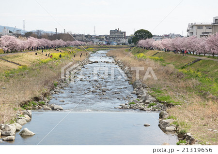 狩川両岸に咲く春めき桜（早咲き桜）、南足柄市、神奈川県 21319656