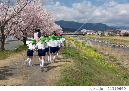 幼稚園児の散歩道、狩川沿いの春木径、春めき桜（早咲き桜）、南足柄市、神奈川県 21319660