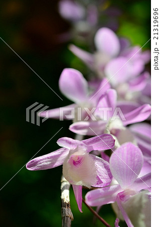 満開のデンドロビューム 21319696