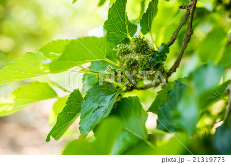 young mulberry on branch young mulberry on branch 21319773