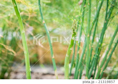 Plant asparagus fresh juicy green growing Plant asparagus fresh juicy green growing 21319857