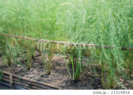 Plant asparagus fresh juicy green growing Plant asparagus fresh juicy green growing 21319858