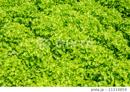 Fresh green lettuce Fresh green lettuce 21319859
