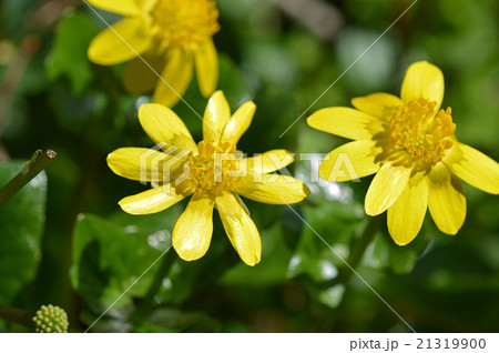 ヒメリュウキンカ（姫立金花） 21319900