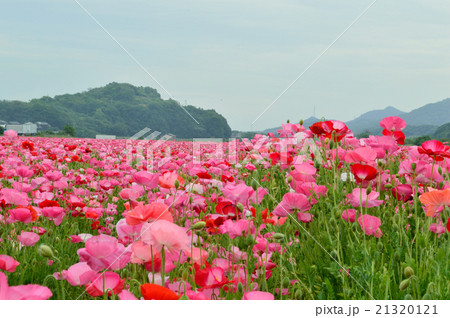 道の駅「笠岡ベイファーム」のポピー畑です。 21320121