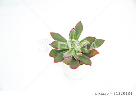 多肉植物 21320131