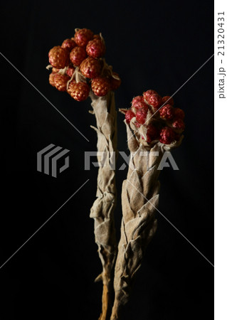 ドライフラワー 21320431