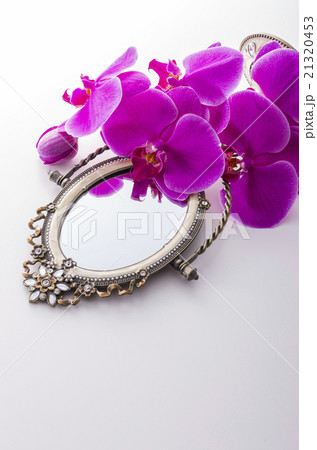 ピンクの胡蝶蘭 21320453