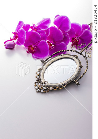 ピンクの胡蝶蘭 21320454