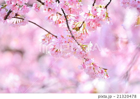 アンギョウザクラ アンギョウザクラ 21320478