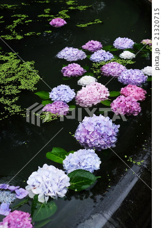 紫陽花 紫陽花 21320715