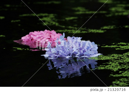 紫陽花 紫陽花 21320716