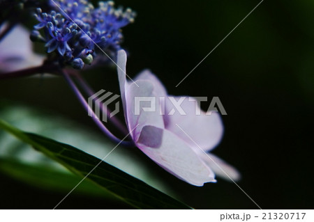 紫陽花 紫陽花 21320717