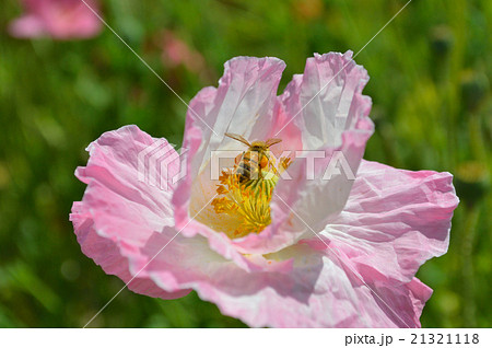 道の駅「笠岡ベイファーム」のポピーとミツバチです。 21321118